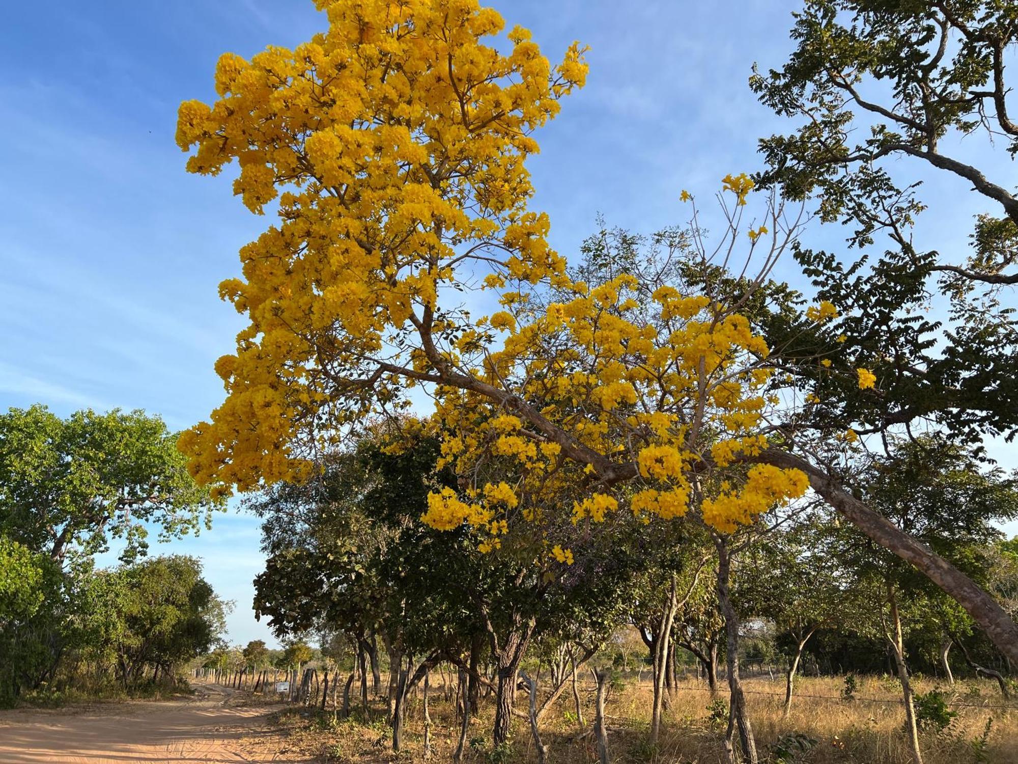 Fervedouro E Pousada Por Enquanto Sao Felix do Tocantins Exterior photo